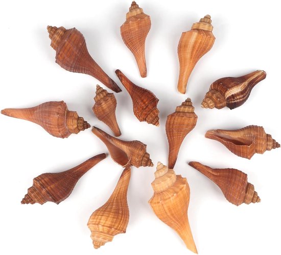 Jangostor 20pcs + Small Shell Shells Natural Seashells 2