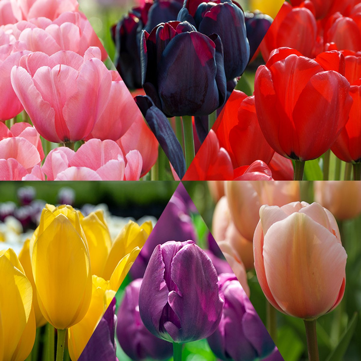 Bloembollen Mix Tulpen Flower Classics | 60 stuks | Darwinhybride | Enkel laat