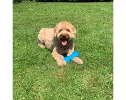 Verkoelend Bot Honden Speelgoed - Speelgoed Hond verkoelend - Hondenspeelgoed sterk - Honden speeltjes - Honden spullen