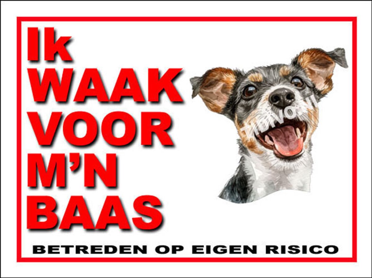 Japanse Terrier 9