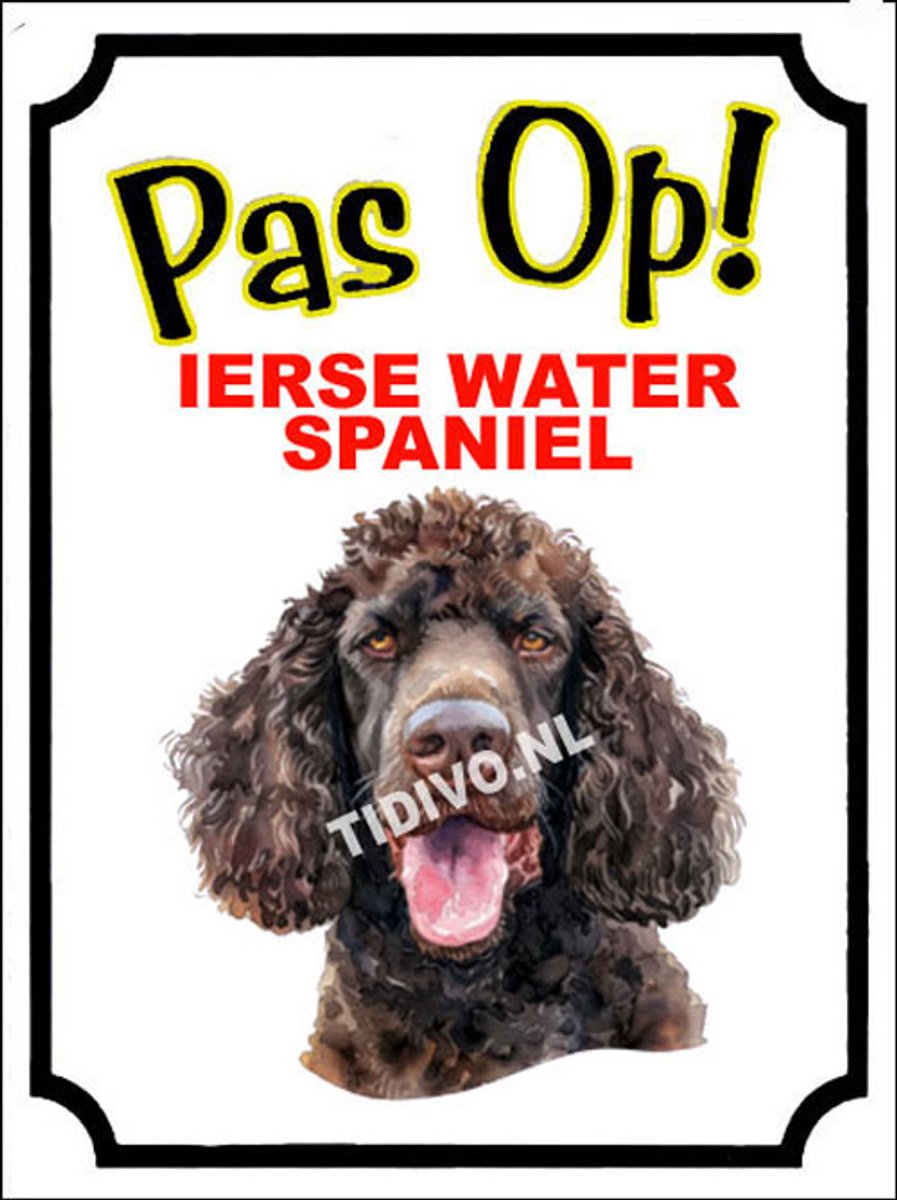 Ierse Water Spaniel 16