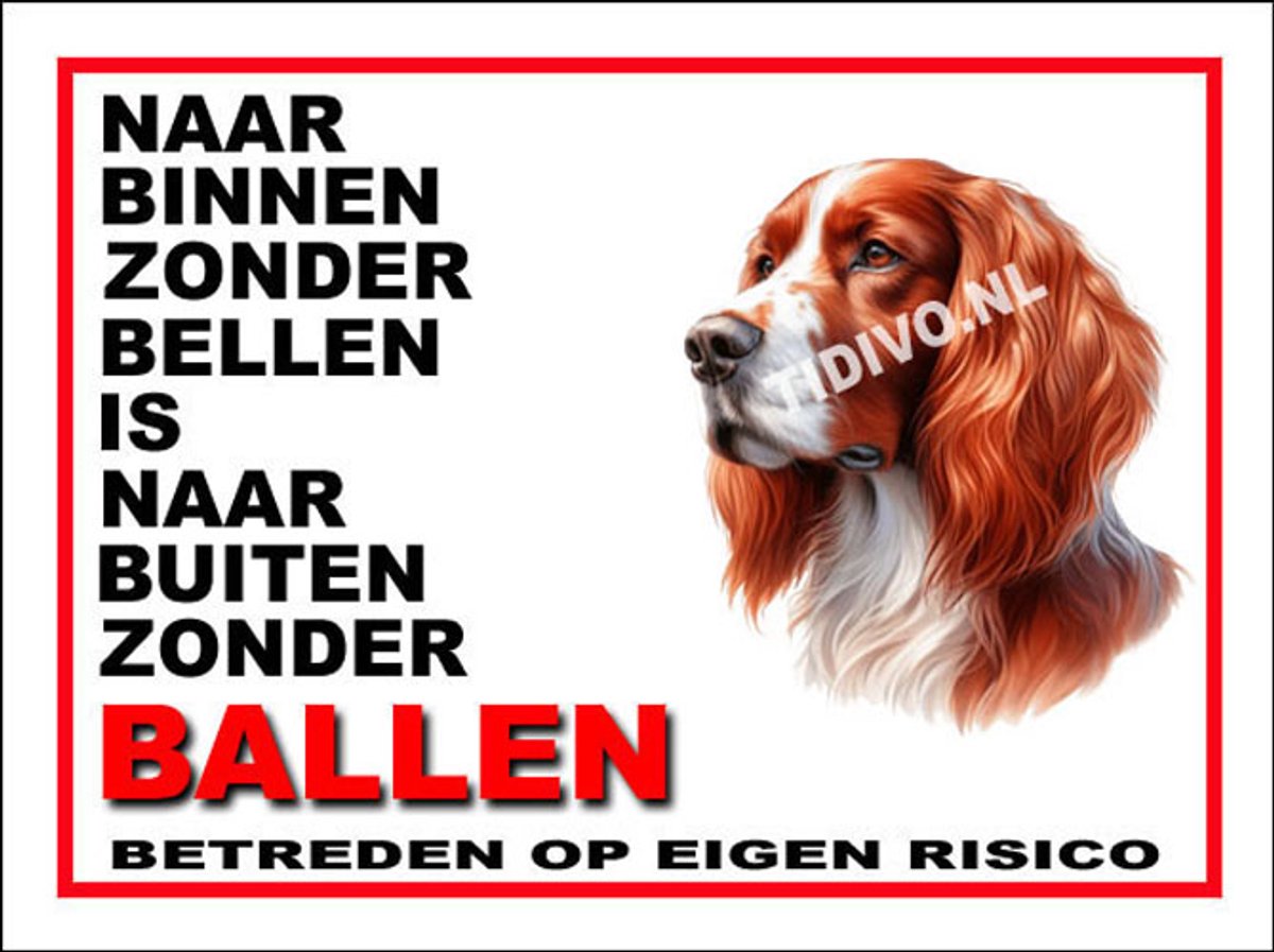 Ierse Setter 11