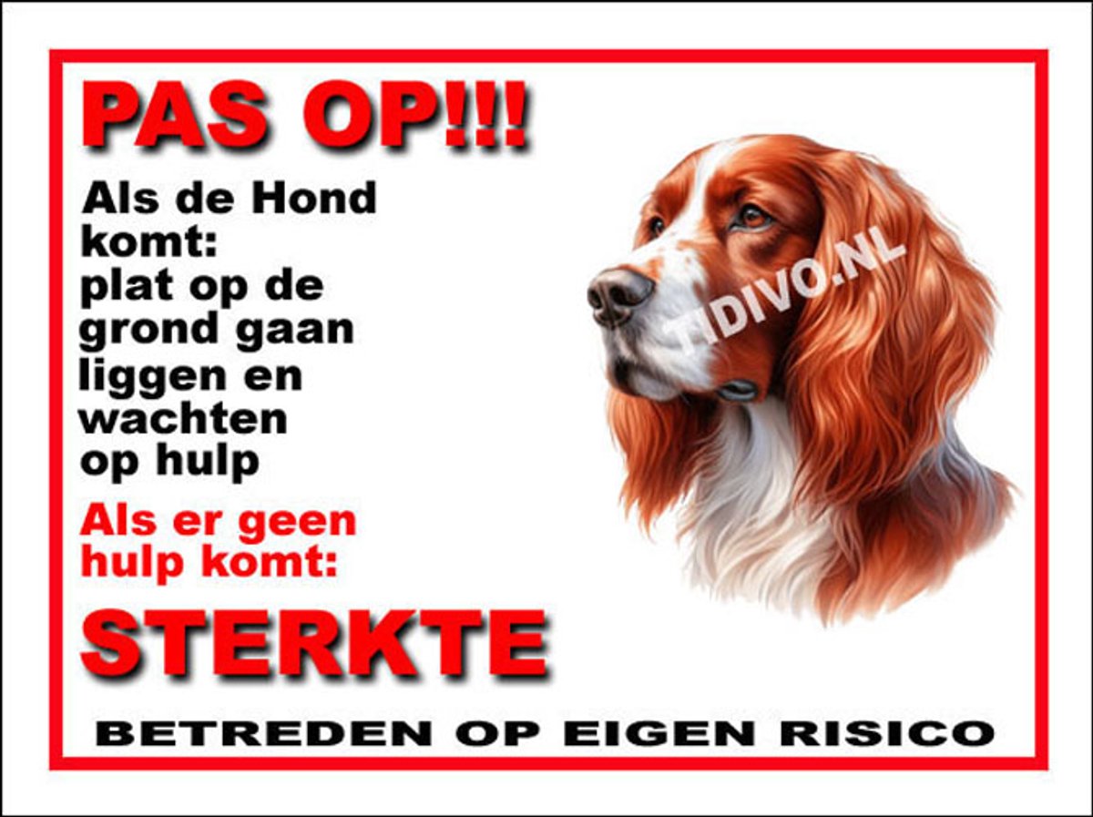 Ierse Setter 12