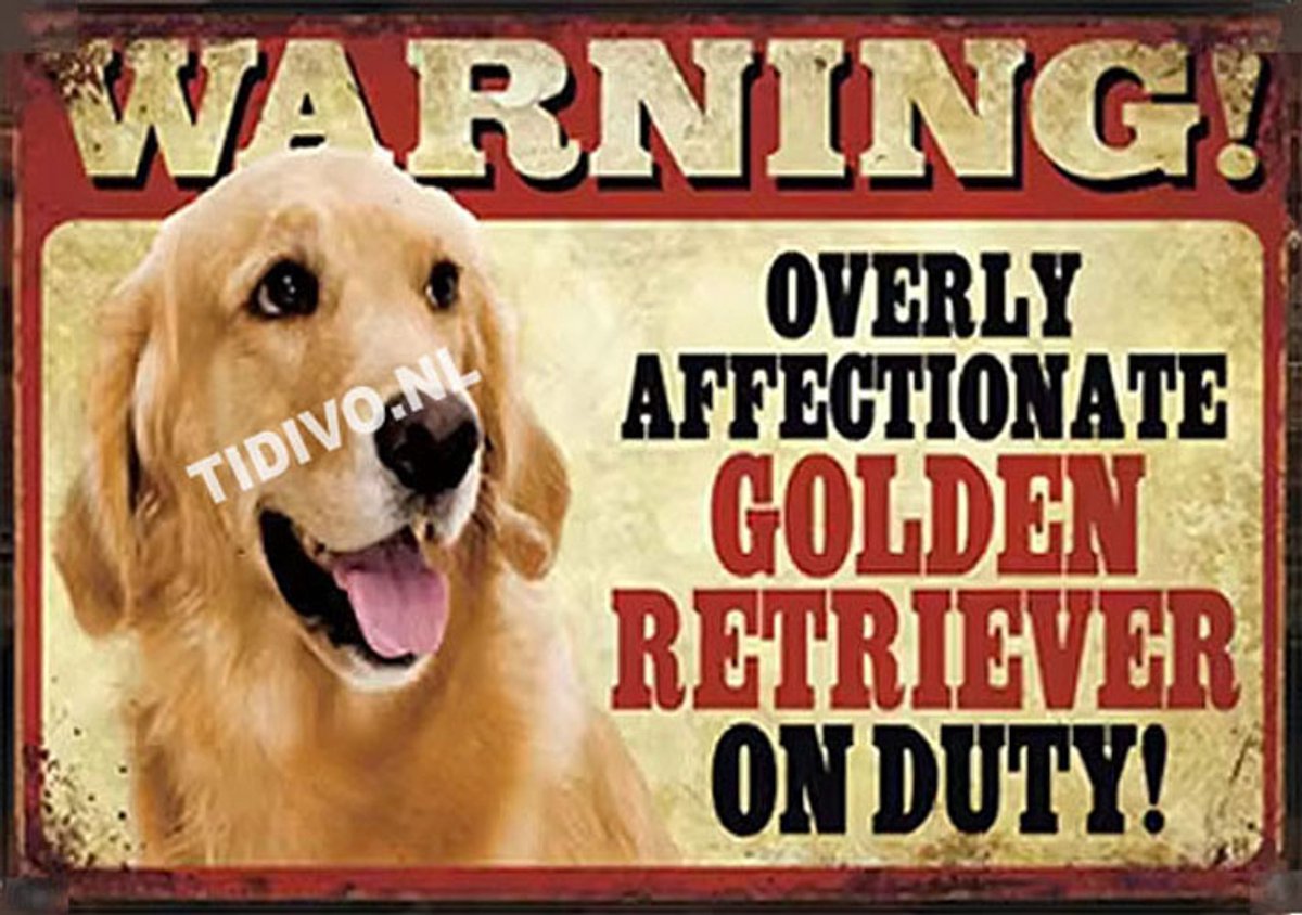 Golden Retriever 21