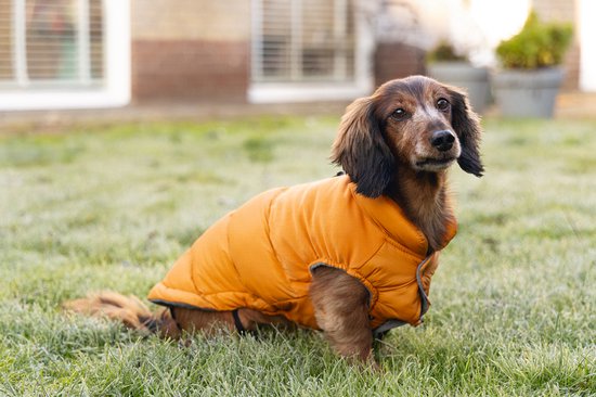 Een langharige teckel draagt een oranje gepofte jas in het gras.