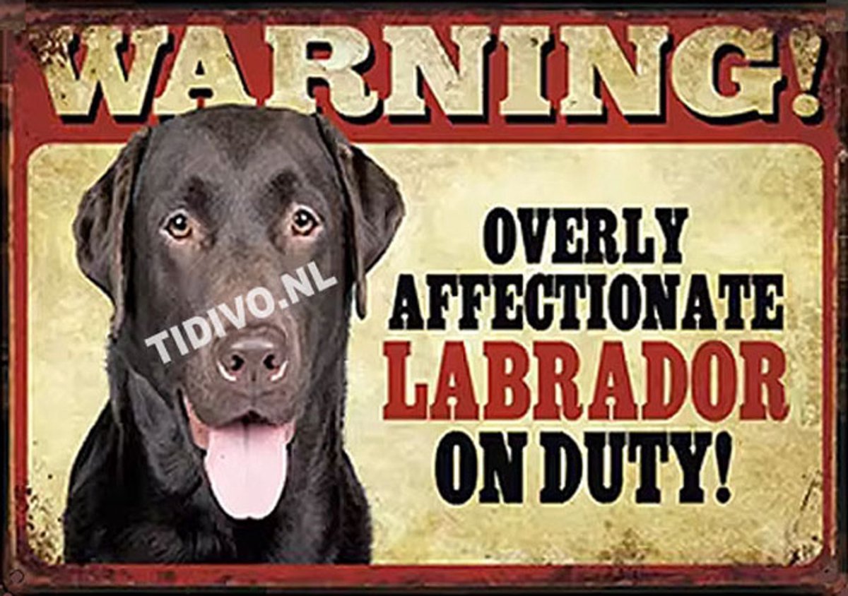 Labrador Retriever 23