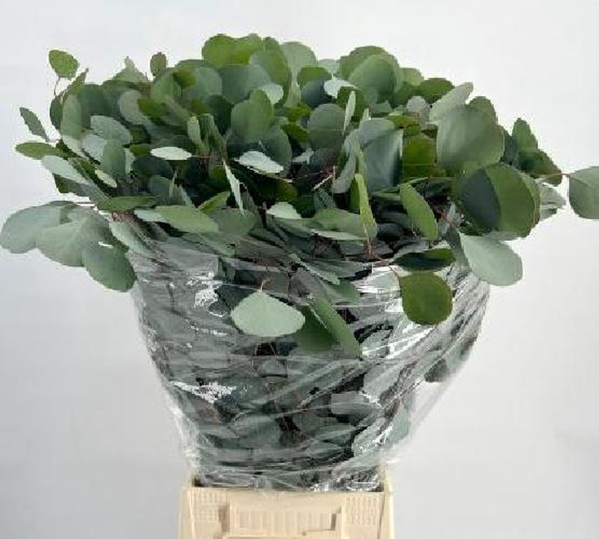 10x Sg eucalyptus populus blad 70cm