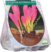 Colchicum (Herfsttijlozen) bloembollen - Aut. Major (Najaarbl) per 3