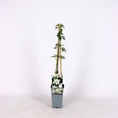 Ensemble de 3 | Clématite 'Joe' - pot de 2 litres - 60-70 cm