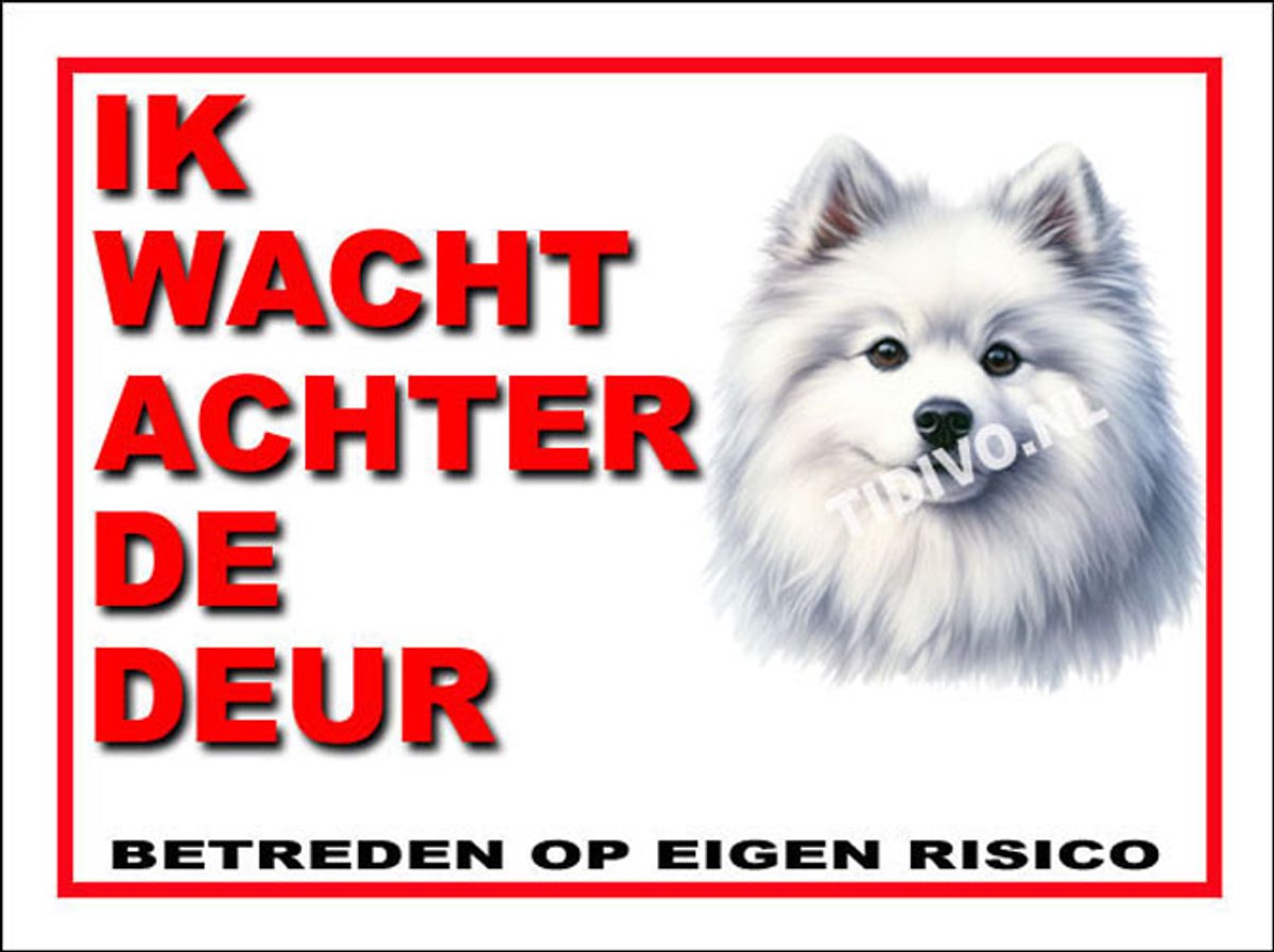 American Eskimo Dog 10