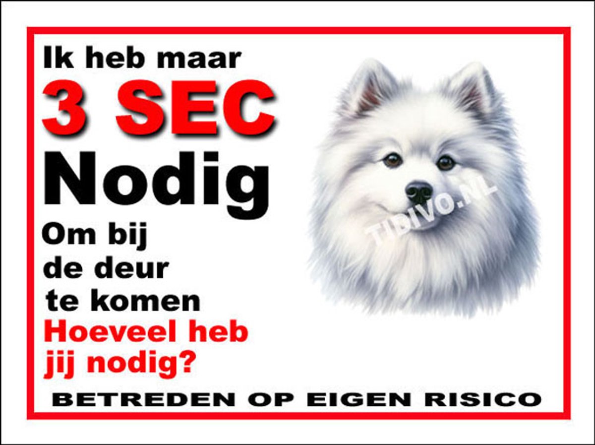 American Eskimo Dog 6