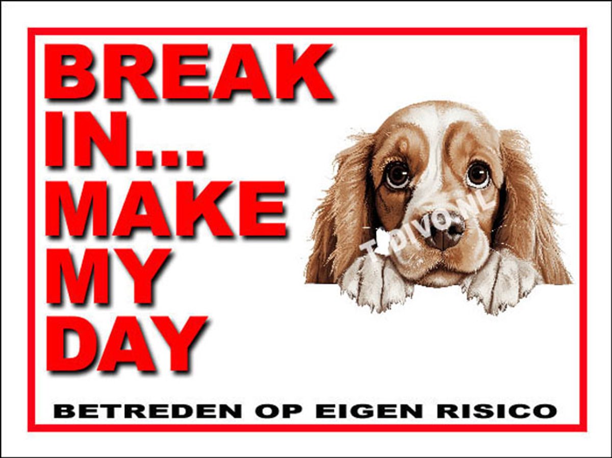 Amerikaanse Cocker Spaniel 1