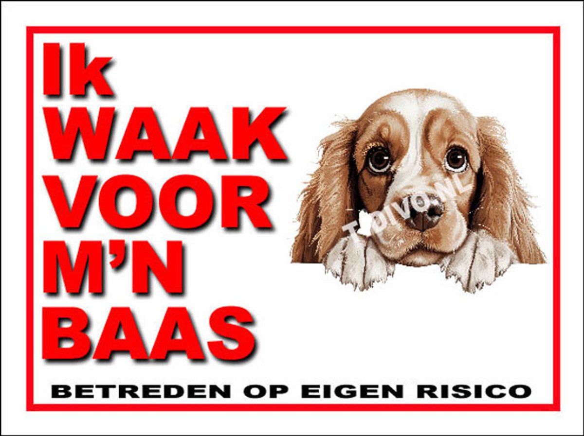 Amerikaanse Cocker Spaniel 9