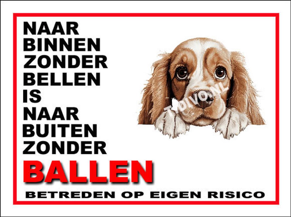 Amerikaanse Cocker Spaniel 11