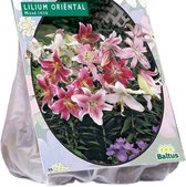 Lilium (Lelie) bloembollen - Oriental Mix - 2 x 5 stuks