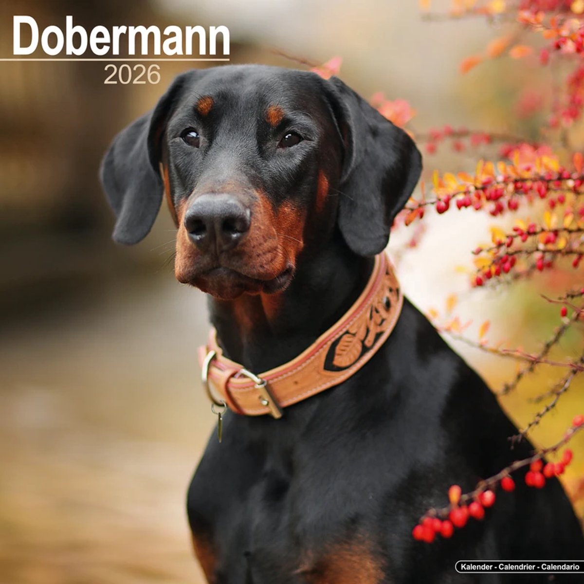 Dobermann Kalender 2026