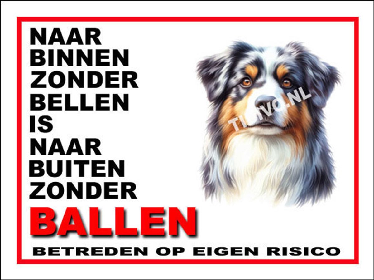 Australian Shepherd 11