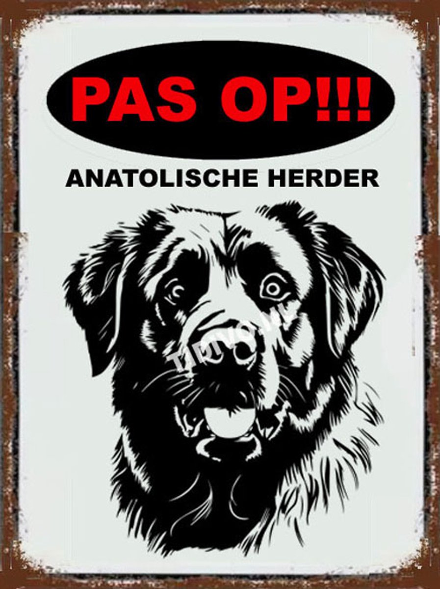 Argentijnse Dog 17