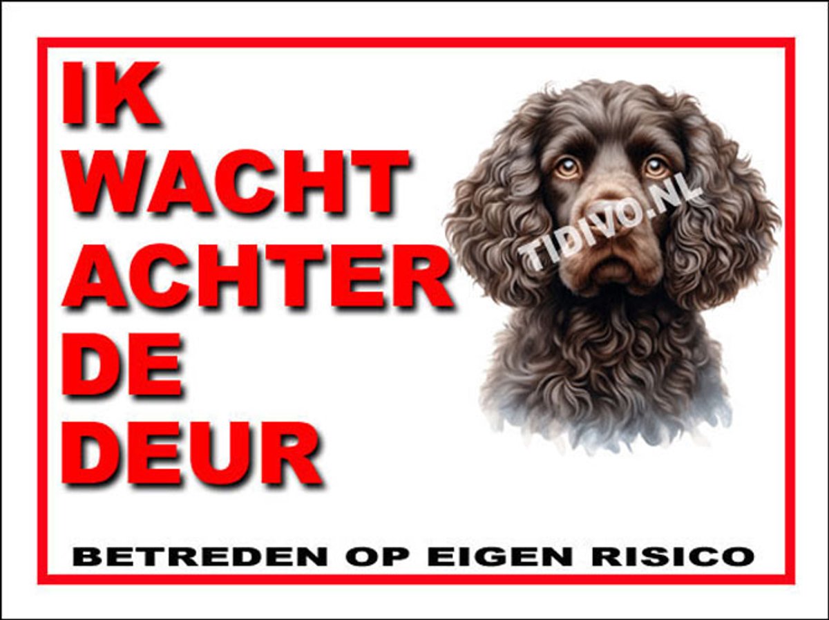 Amerikaanse Water Spaniel 10