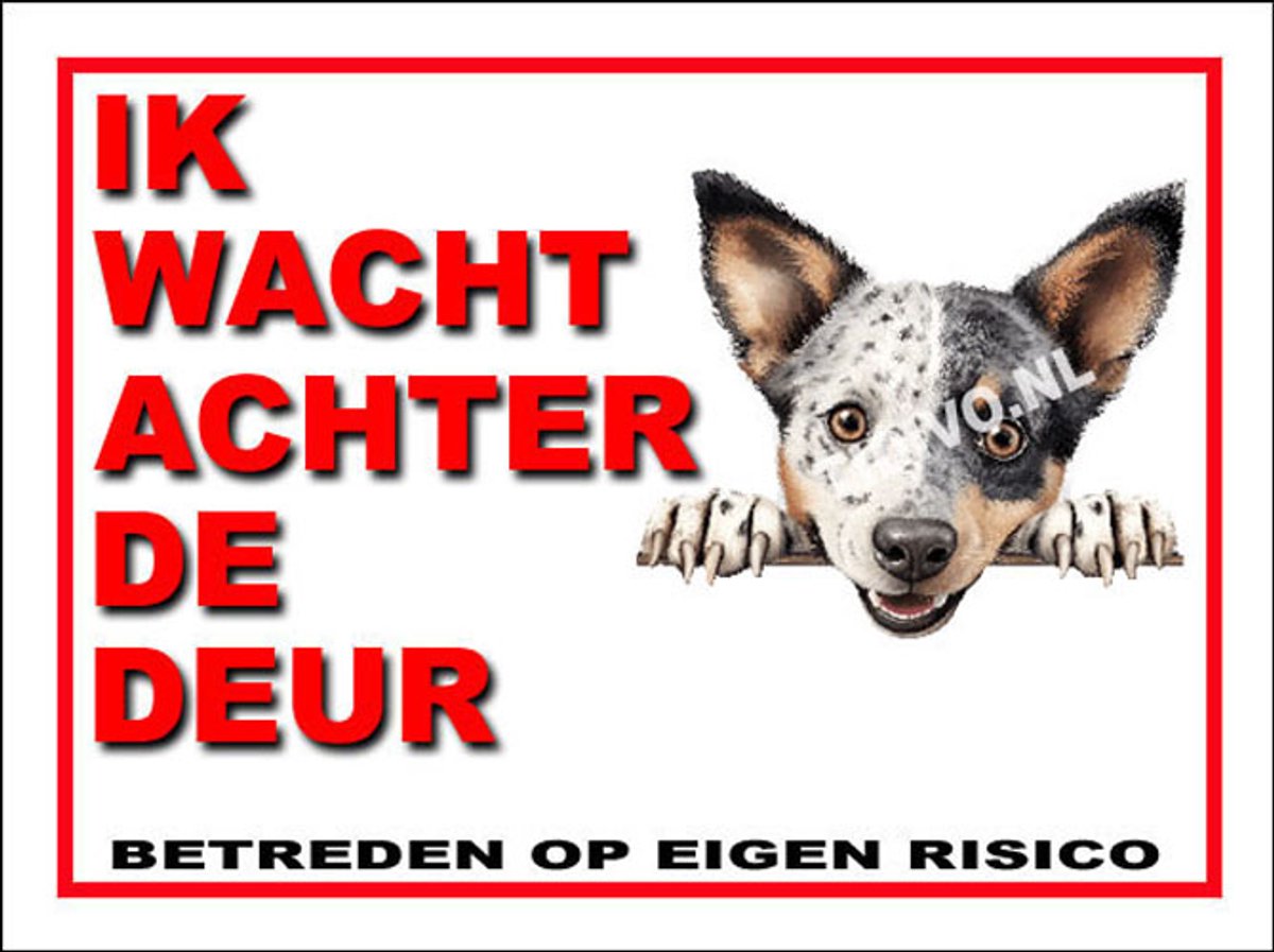 Australian Stumpy Tail Cattle Dog 10