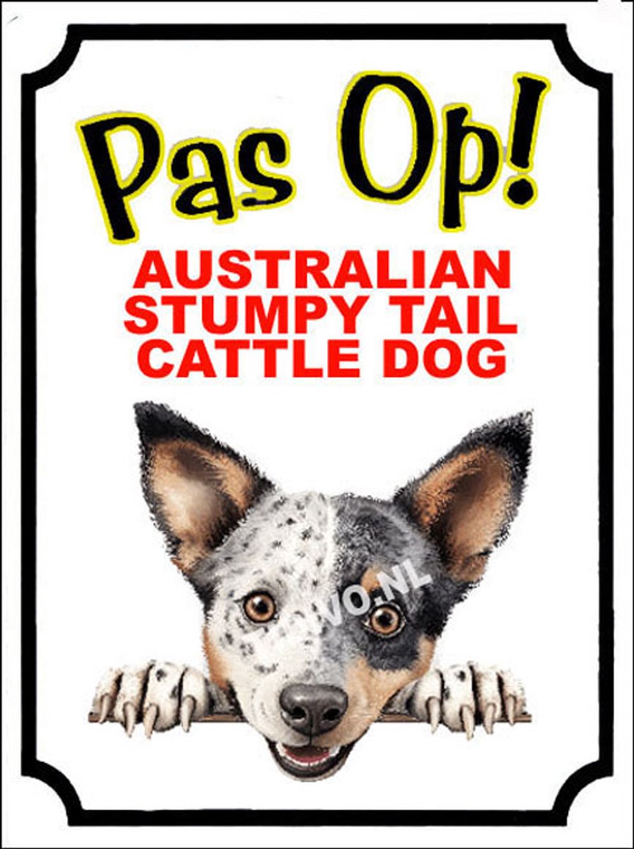 Australian Stumpy Tail Cattle Dog 16