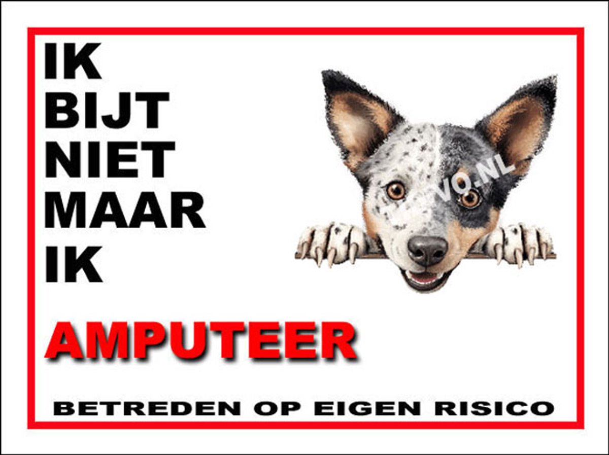 Australian Stumpy Tail Cattle Dog 5