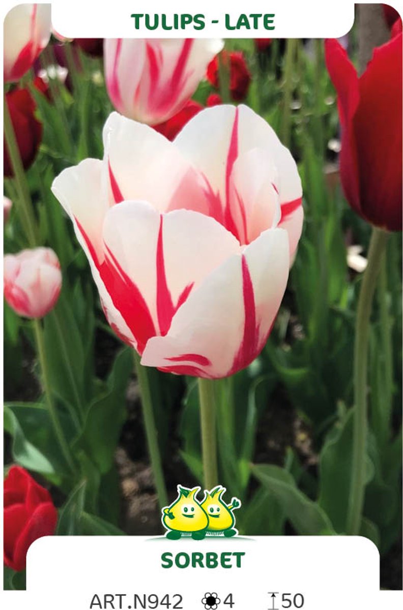 Tulpen Sorbet - bloembollen tulp - maat 12/+ - tulpenbollen