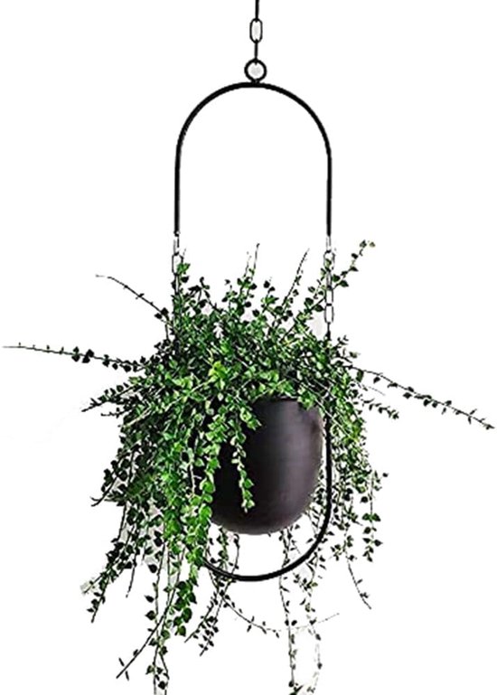 Bolo hangende bloempot met scindapsus pictus