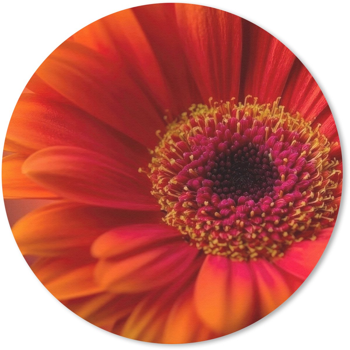 Muismat rond 20x20 cm - Mousepad Oranje - Gerbera - Intens - Ronde muismatten