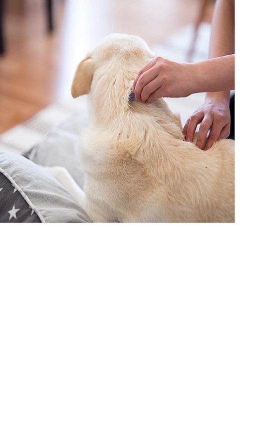 Hund gesund 1 - Flöhe - so werden Sie die Plagegeister wirk ... - cover