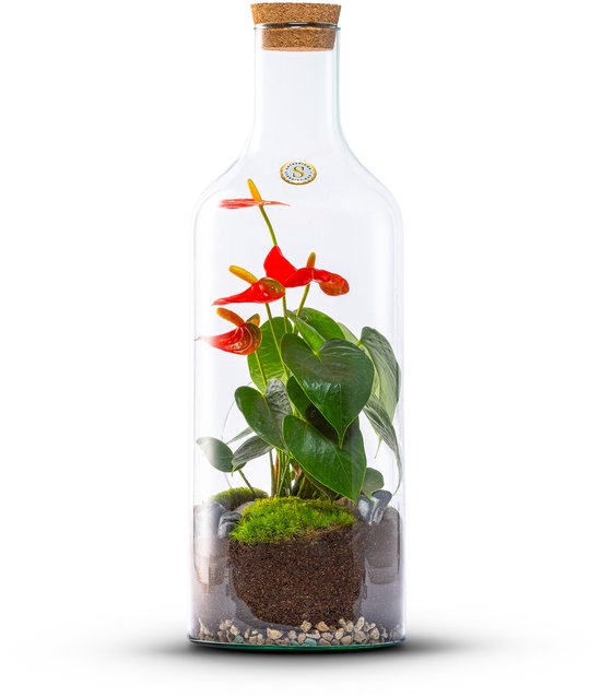 The Green Bottle Garden - Bottle Anthurium M - Terrarium - Flessentuin -Anthurium- kant en klaar-