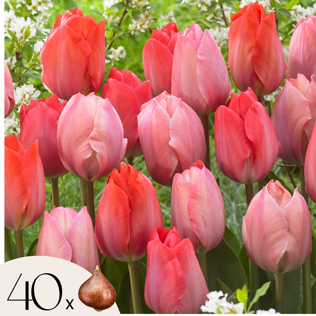 Plant in a Box - Rood & Roze Tulpenmix - x40 - Bloembollen voor Tuin, Terras of Balkon