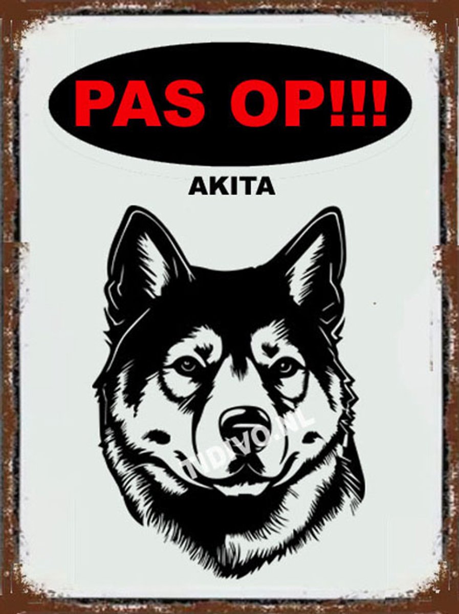 Akita 17