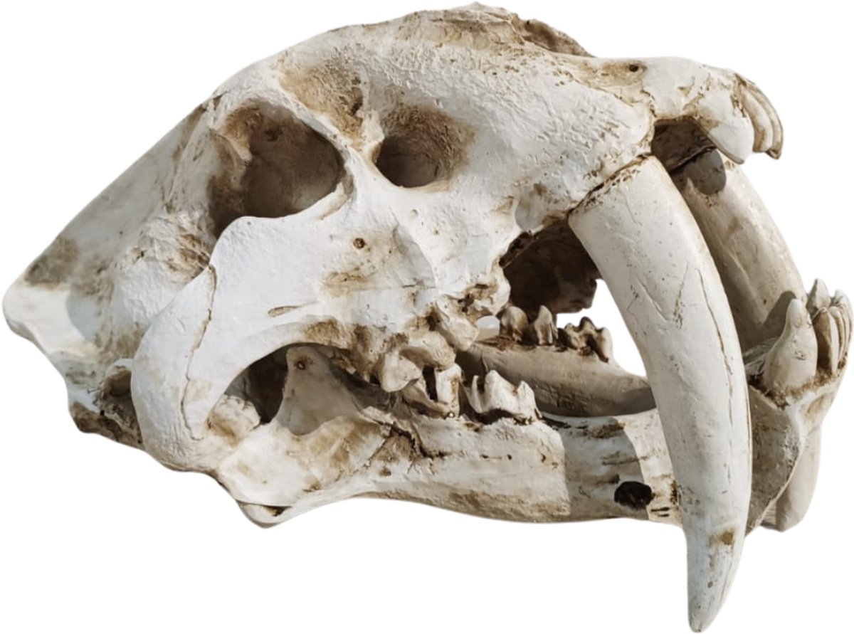 GreatGift - Sabeltandtijger Schedel XXL - Replica - Luxe decoratie In Geschenkbox- Smilodon - Gemaakt van Polyresin Hard - Zeer gedetaileerd - Fossiel - 30x25 cm