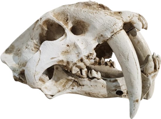 Foto: Greatgift sabeltandtijger schedel xxl replica luxe decoratie in geschenkbox smilodon gemaakt van polyresin hard zeer gedetaileerd fossiel 30x25 cm