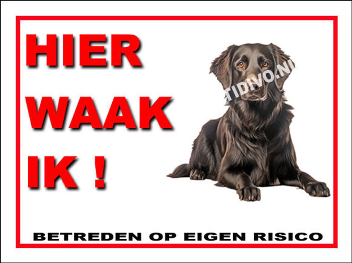Flatcoated Retriever 3