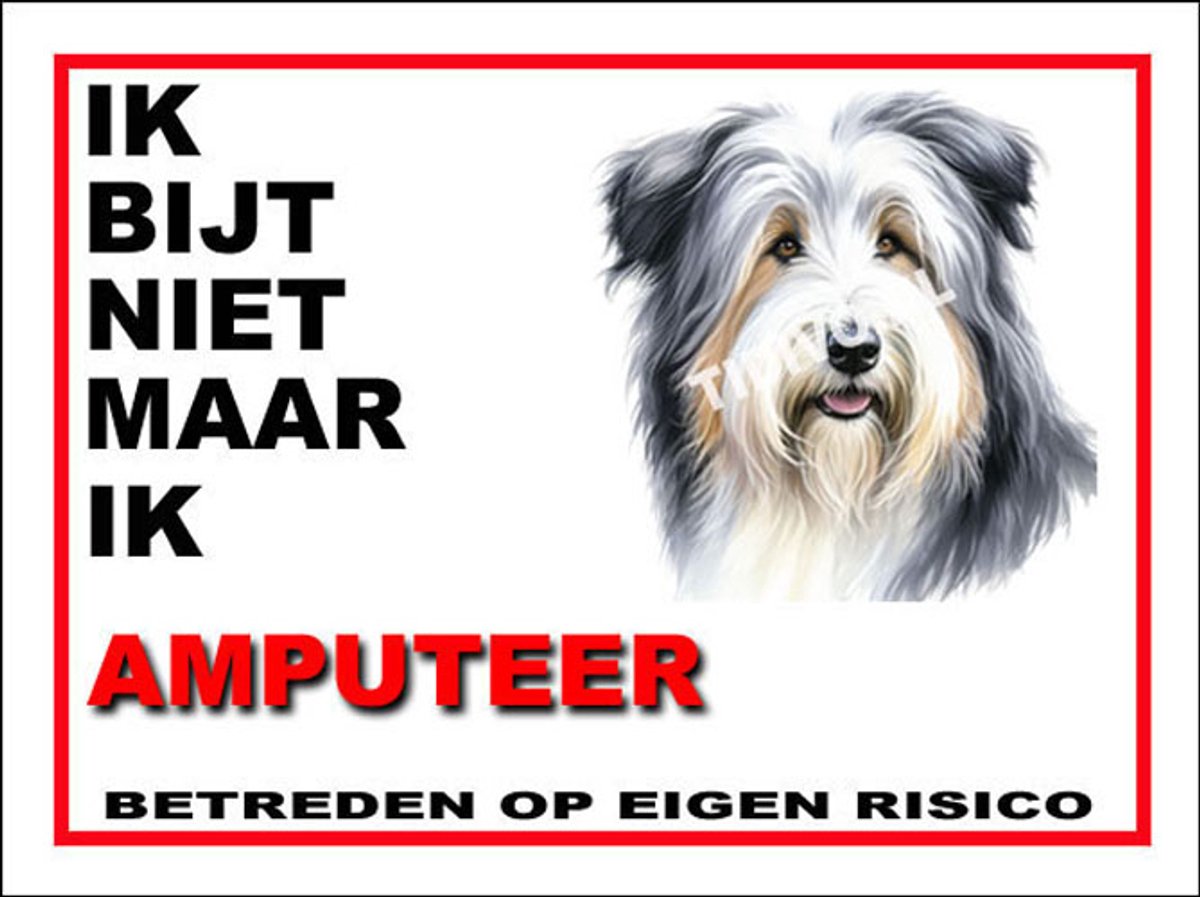 Bearded Collie 5