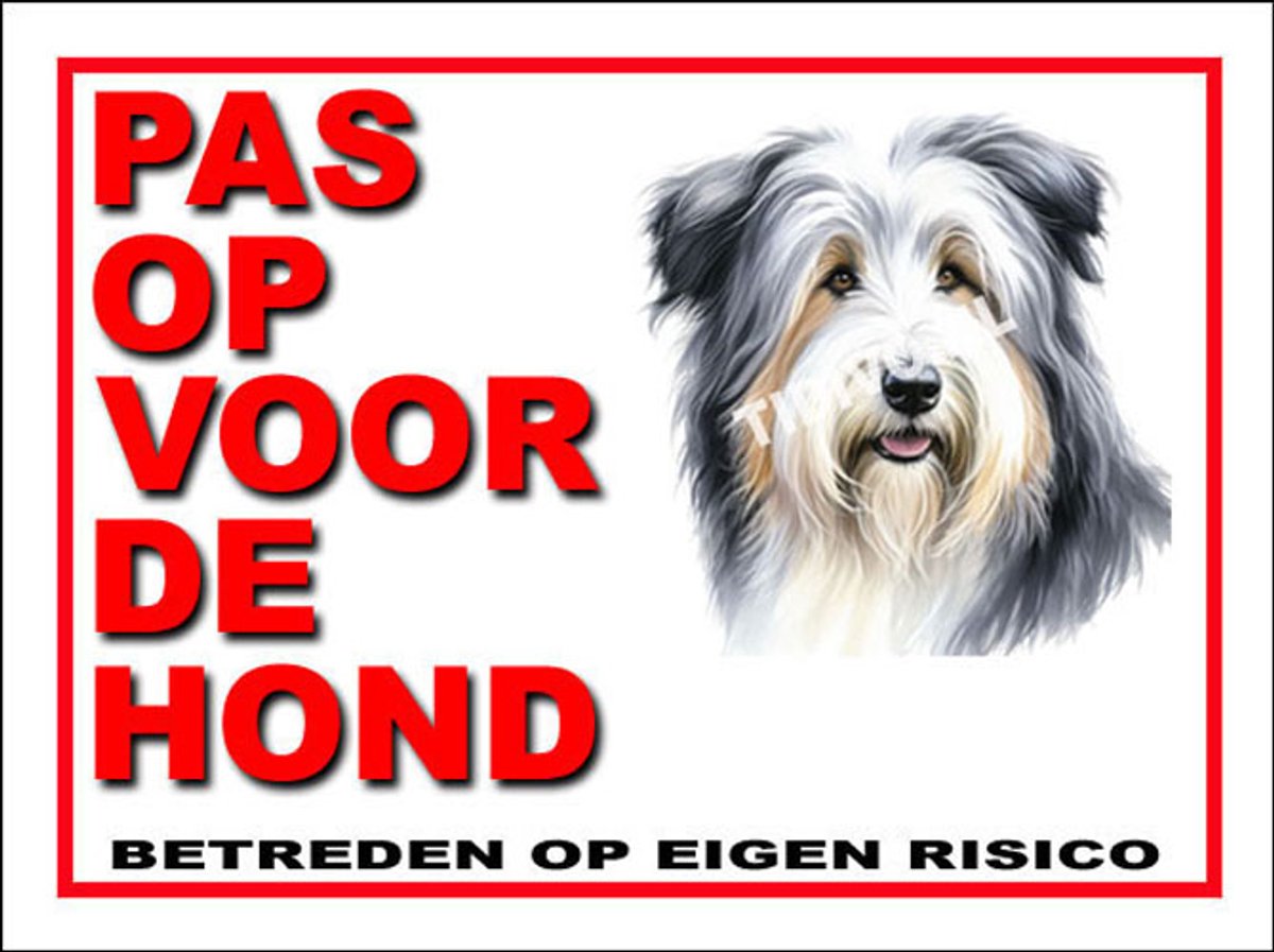 Bearded Collie 13