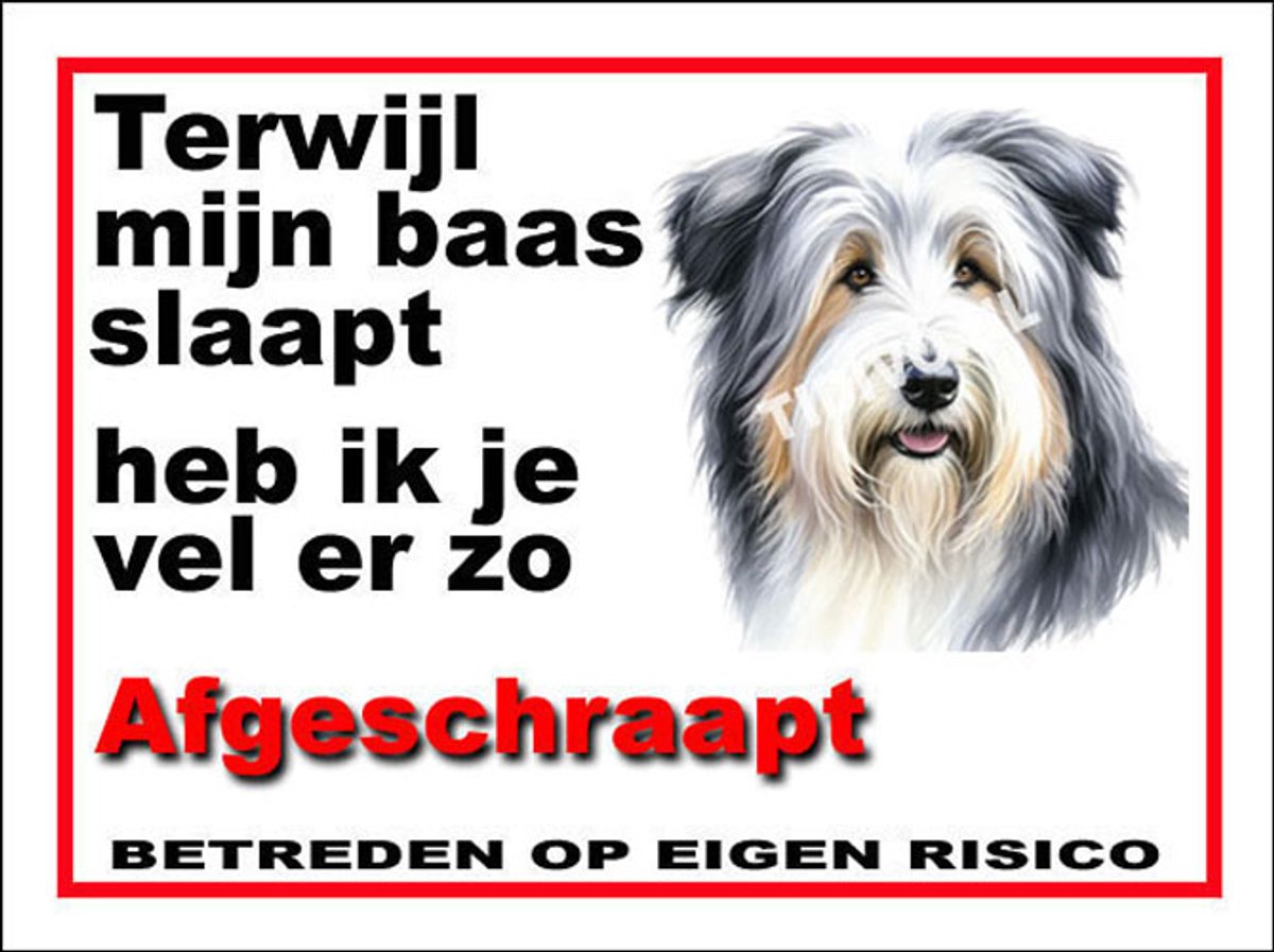 Bearded Collie 15