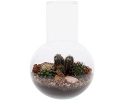 Terrarium Cactus Suzanne - echte Cactus in glas - kant en klaar geleverd- The Green Bottle Garden