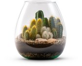 The Green Bottle Garden - Cactus in vaas Abby -Terrarium - Cactus - kant en klaar-