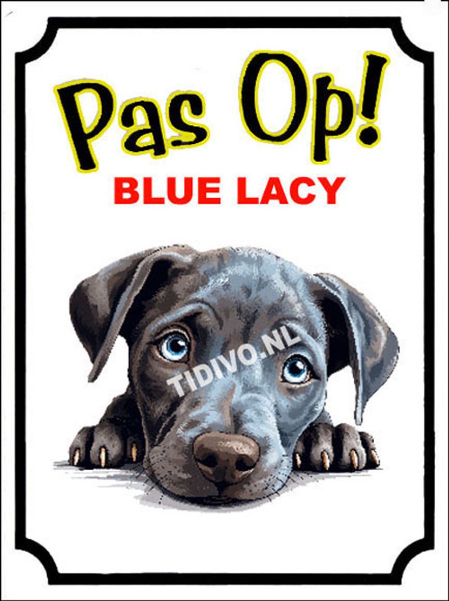 Blue Lacy 16