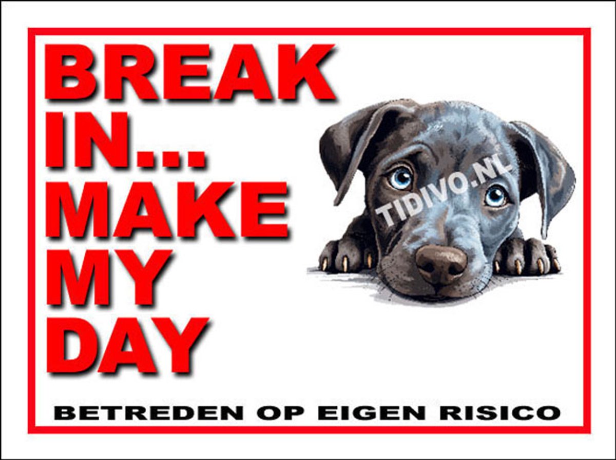 Blue Lacy 1