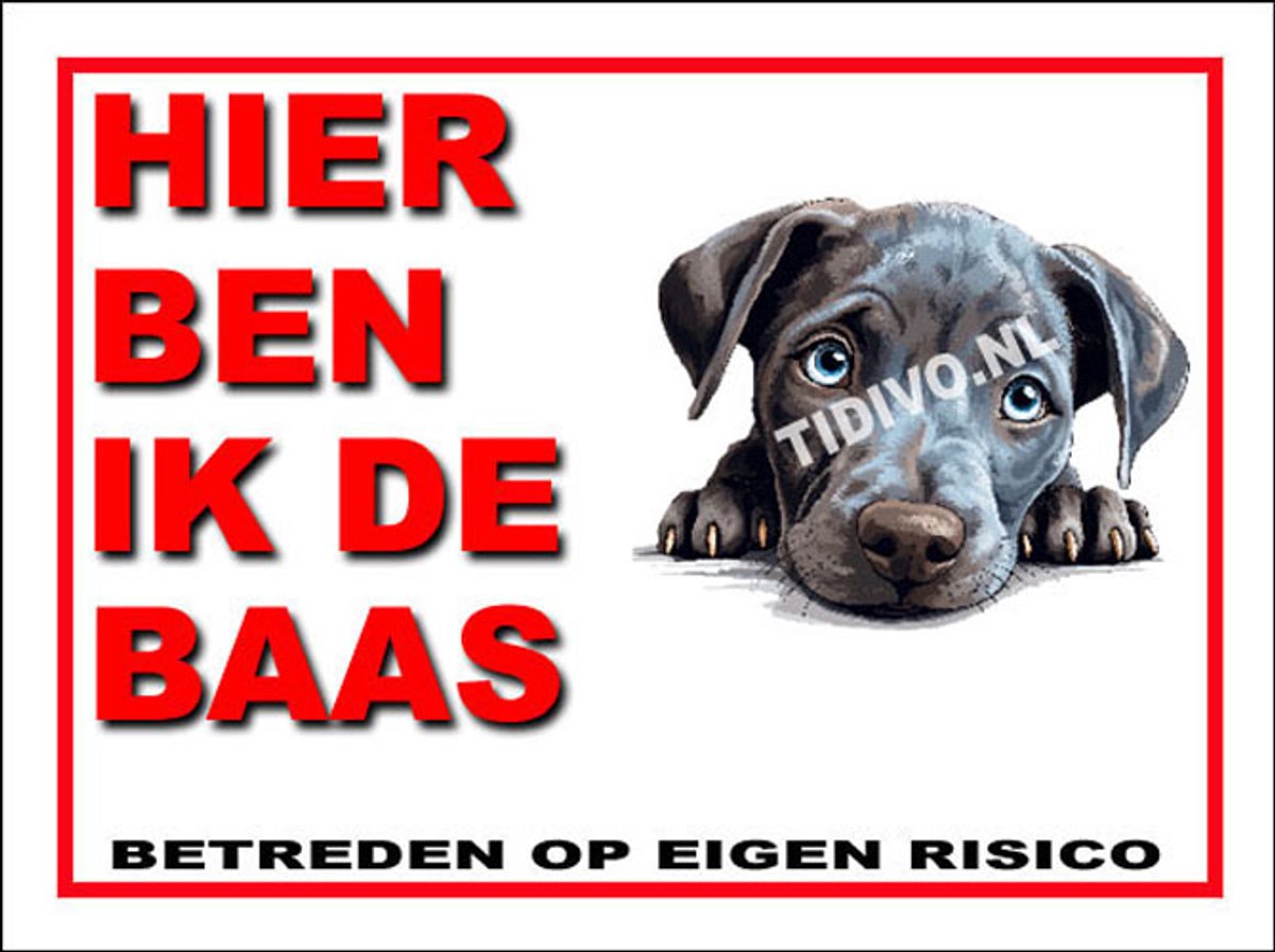 Blue Lacy 2