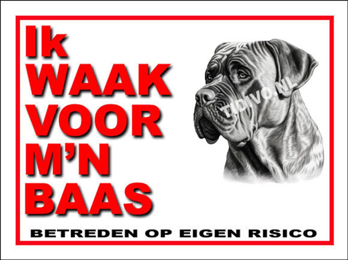 Boerboel 9