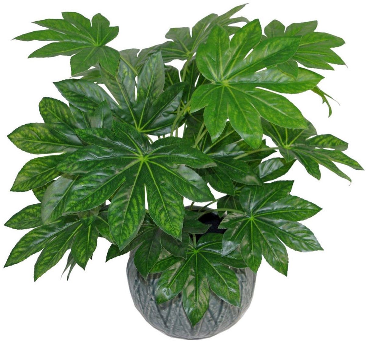 Leaf Design UK Realistische grote kunstmatige bladplant met pot, Aralia, 60 cm, AZ-blad