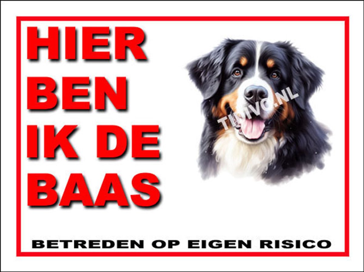 Berner Sennenhond 2