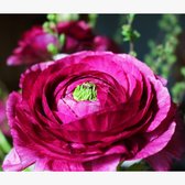 Aziatische ranonkel (Ranunculus Asiaticus) - Ranonkel Paars - Ranunculus dubbel - Snijbloemen - Zomerbollen