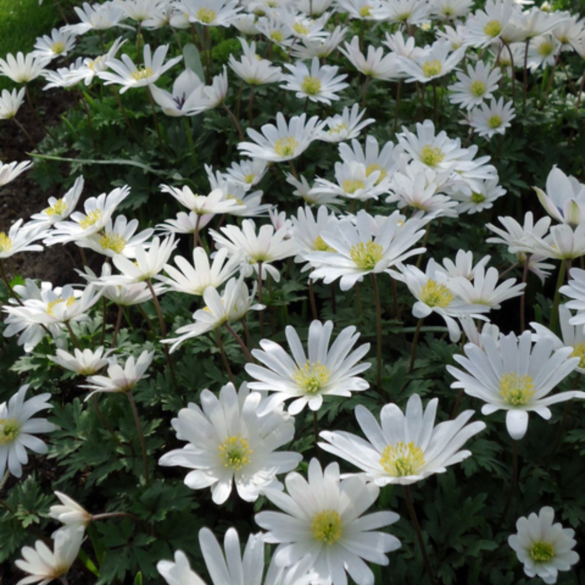 Bosanemoon (Anemone Blanda) - Anemoon White Splendour - Bijen-Vlinders - Snijbloemen - Zomerbollen - Voorjaarsbollen - Vaste planten