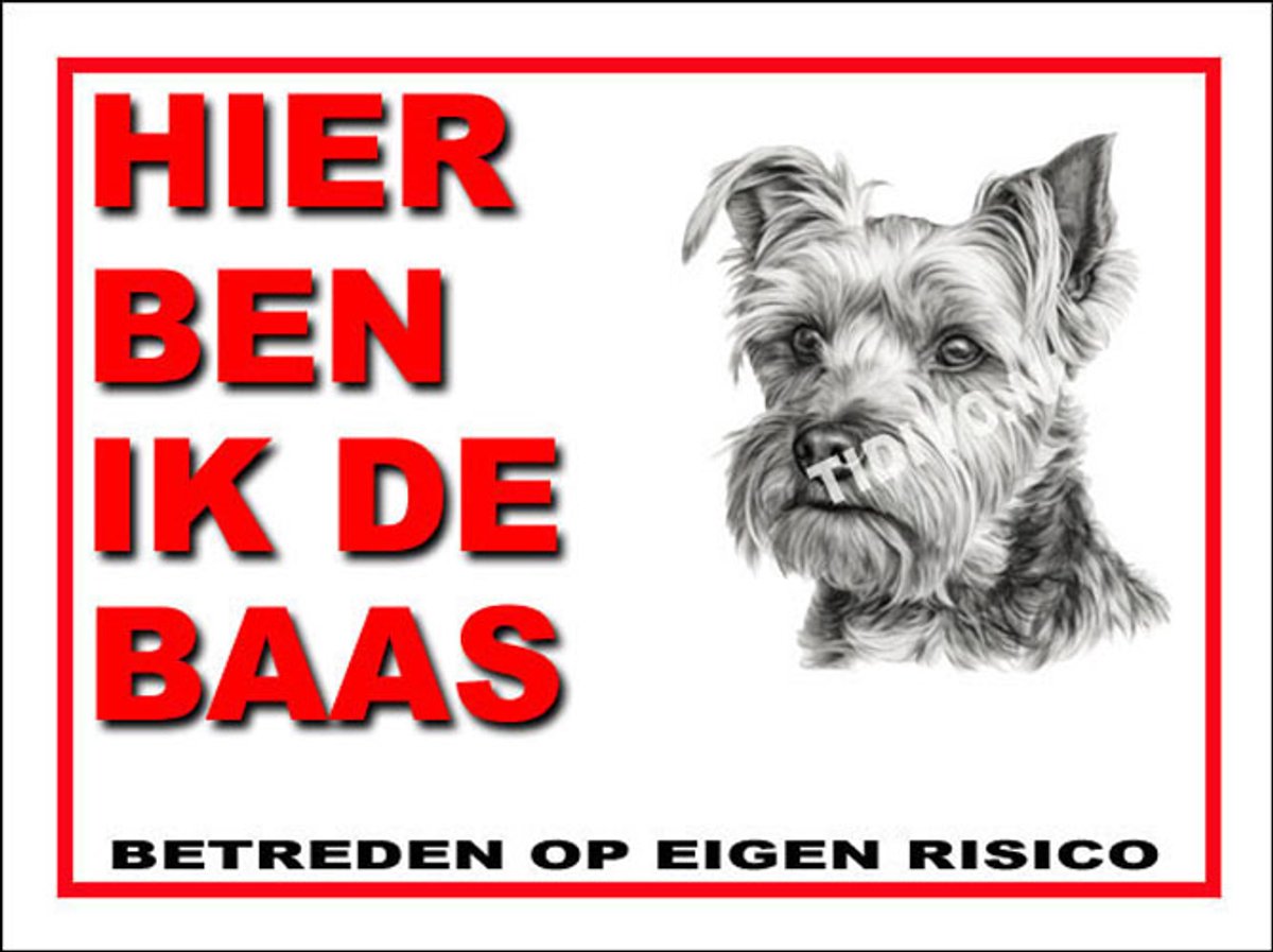 Biewer Terrier 2